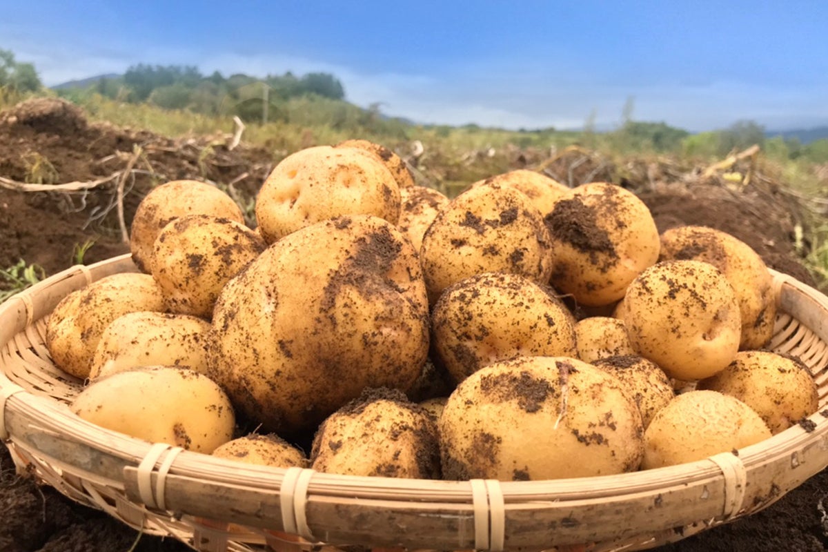1トン廃棄危機！】北海道ニセコの特産品！北の大地の黄金じゃがいも