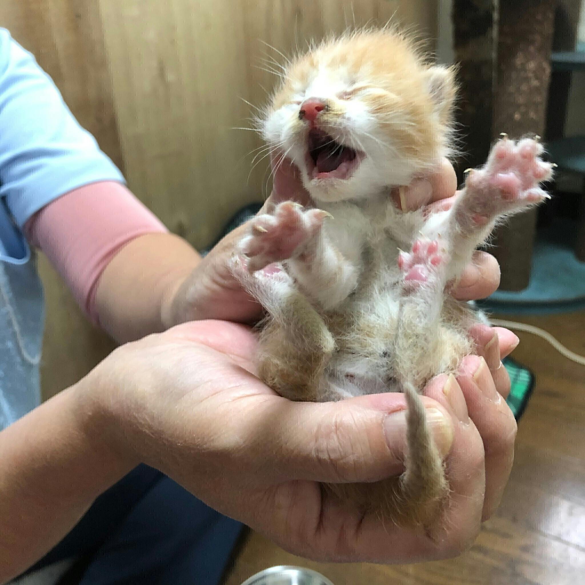 日本初のicu を持つ保護猫カフェ コロナで最大のピンチ Campfire キャンプファイヤー 日本初のicu を持つ保護猫カフェ コロナで最大のピンチ Campfire キャンプファイヤー