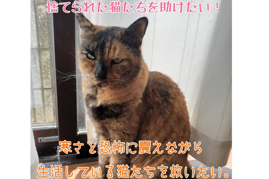 帰る場所のない猫たちの居場所を作りたい In 奈良県 Campfire キャンプファイヤー 帰る場所のない猫たちの居場所を作りたい In 奈良県 Campfire キャンプファイヤー