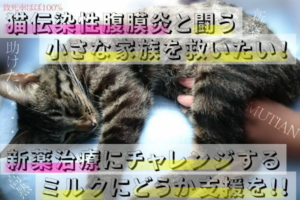 致死率ほぼ100％猫伝染性腹膜炎FIPと闘うミルクを新薬でどうしても救い 