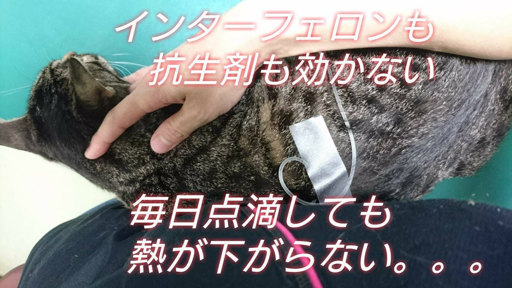 致死率ほぼ100%猫伝染性腹膜炎FIPと闘うミルクを新薬でどうしても救い