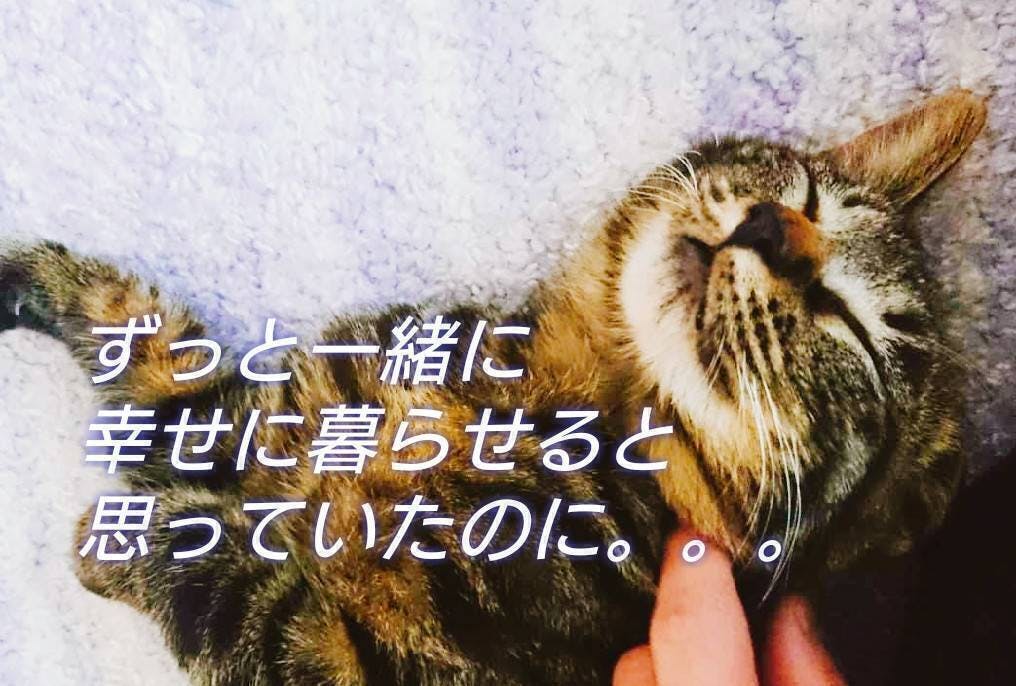 致死率ほぼ100％猫伝染性腹膜炎FIPと闘うミルクを新薬でどうしても救い 