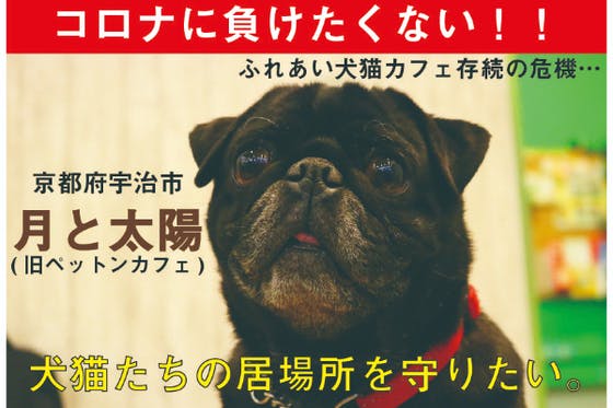 旧 ペットンカフェ コロナに負けたくない 犬猫カフェ 月と太陽 存続の危機 アクティビティ Campfire キャンプファイヤー