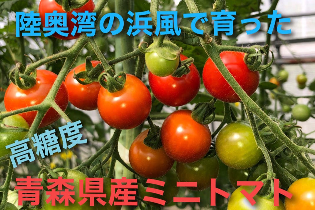 甘くて美味しいミニトマトと青森県ブランド野菜を皆様に届け続けたい。
