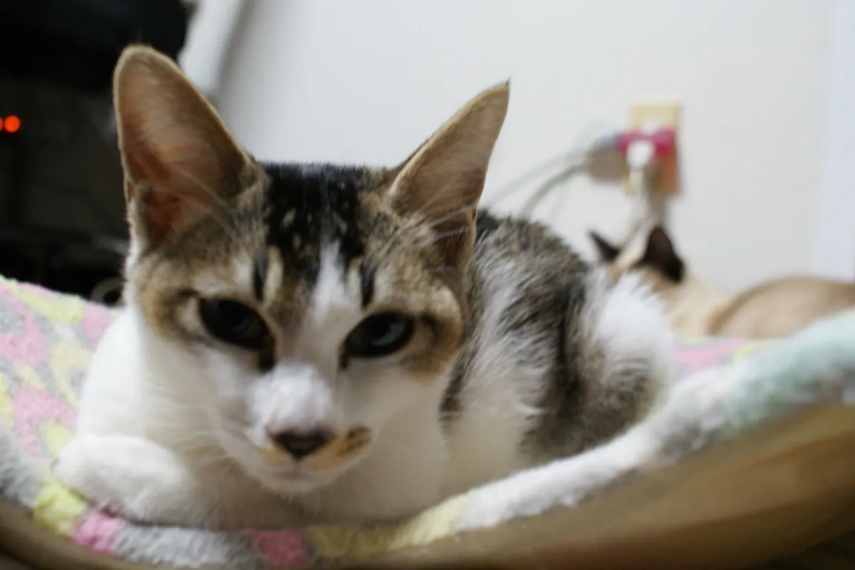 2番目のメイン画像