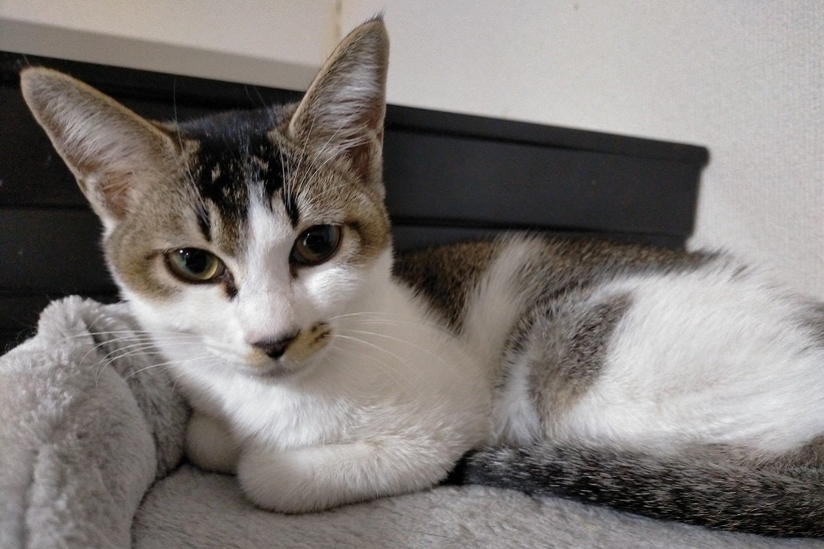 5番目のメイン画像