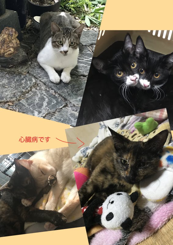 虐待を受け やっと救い出せた猫達の為に Campfire キャンプファイヤー 虐待を受け やっと救い出せた猫達の為に Campfire キャンプファイヤー