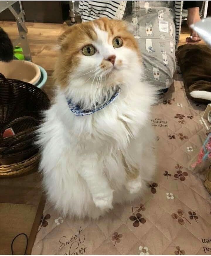 生後１ヶ月で捨てられてたu2026黒猫のさんぼちゃん。 - CAMPFIRE (キャンプ 