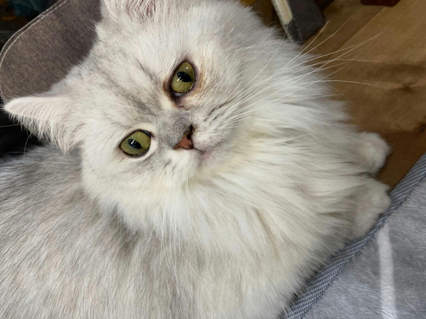 ねこcafe Salon De Kei コロナショック でも猫達の居場所は守る Campfire キャンプファイヤー ねこcafe Salon De Kei コロナショック でも猫達の居場所は守る Campfire キャンプファイヤー