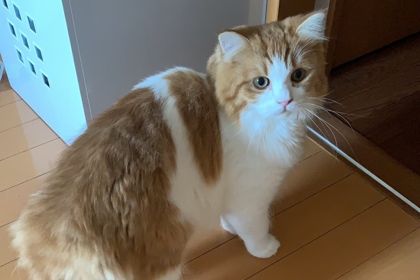 捨て猫 異物を誤飲し腸閉塞になってしまったコタロウくんの命を救ってください Campfire キャンプファイヤー 捨て猫 異物を誤飲し腸閉塞になってしまったコタロウくんの命を救ってください Campfire キャンプファイヤー