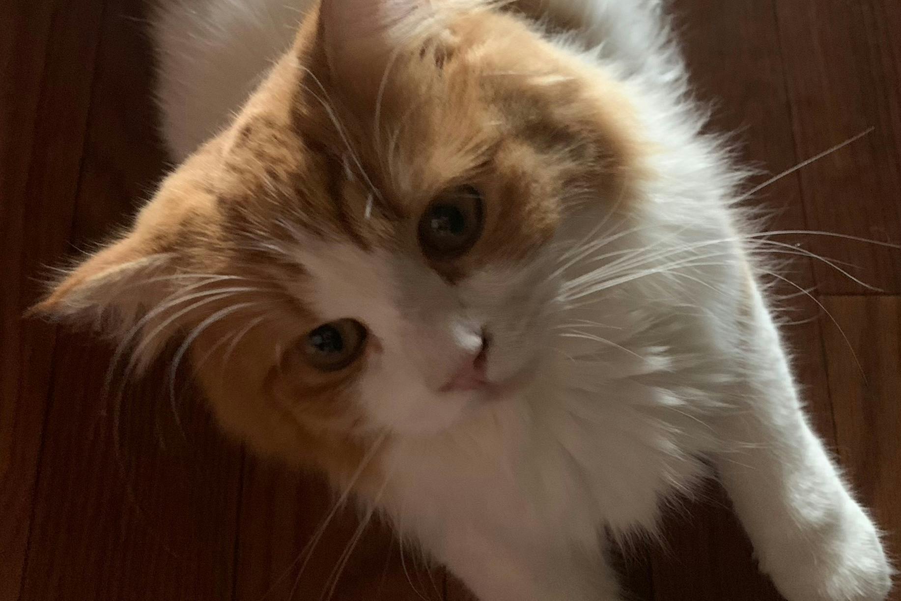 捨て猫 異物を誤飲し腸閉塞になってしまったコタロウくんの命を救ってください Campfire キャンプファイヤー 捨て猫 異物を誤飲し腸閉塞になってしまったコタロウくんの命を救ってください Campfire キャンプファイヤー