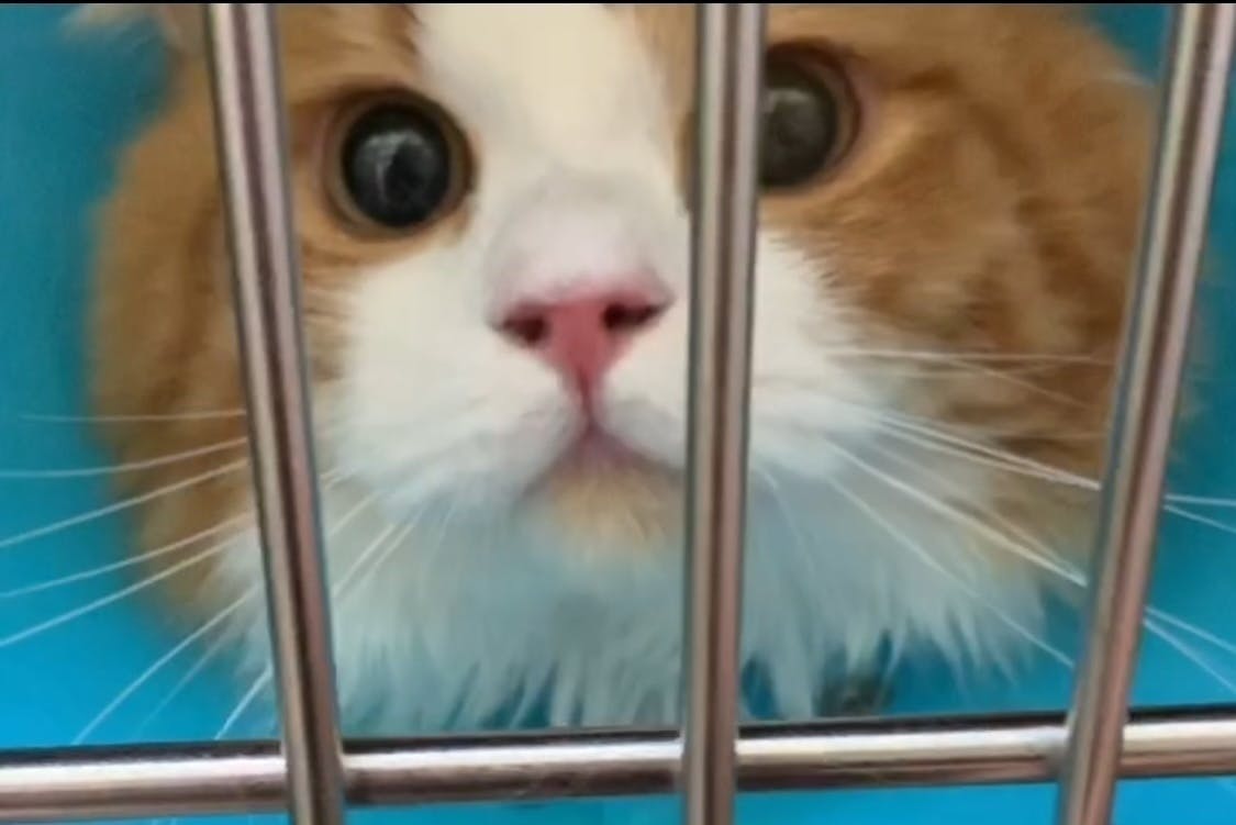 捨て猫 異物を誤飲し腸閉塞になってしまったコタロウくんの命を救ってください Campfire キャンプファイヤー 捨て猫 異物を誤飲し腸閉塞になってしまったコタロウくんの命を救ってください Campfire キャンプファイヤー