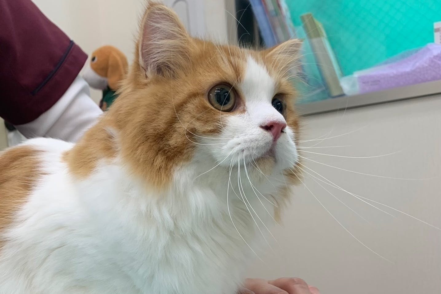 捨て猫 異物を誤飲し腸閉塞になってしまったコタロウくんの命を救ってください Campfire キャンプファイヤー 捨て猫 異物を誤飲し腸閉塞になってしまったコタロウくんの命を救ってください Campfire キャンプファイヤー