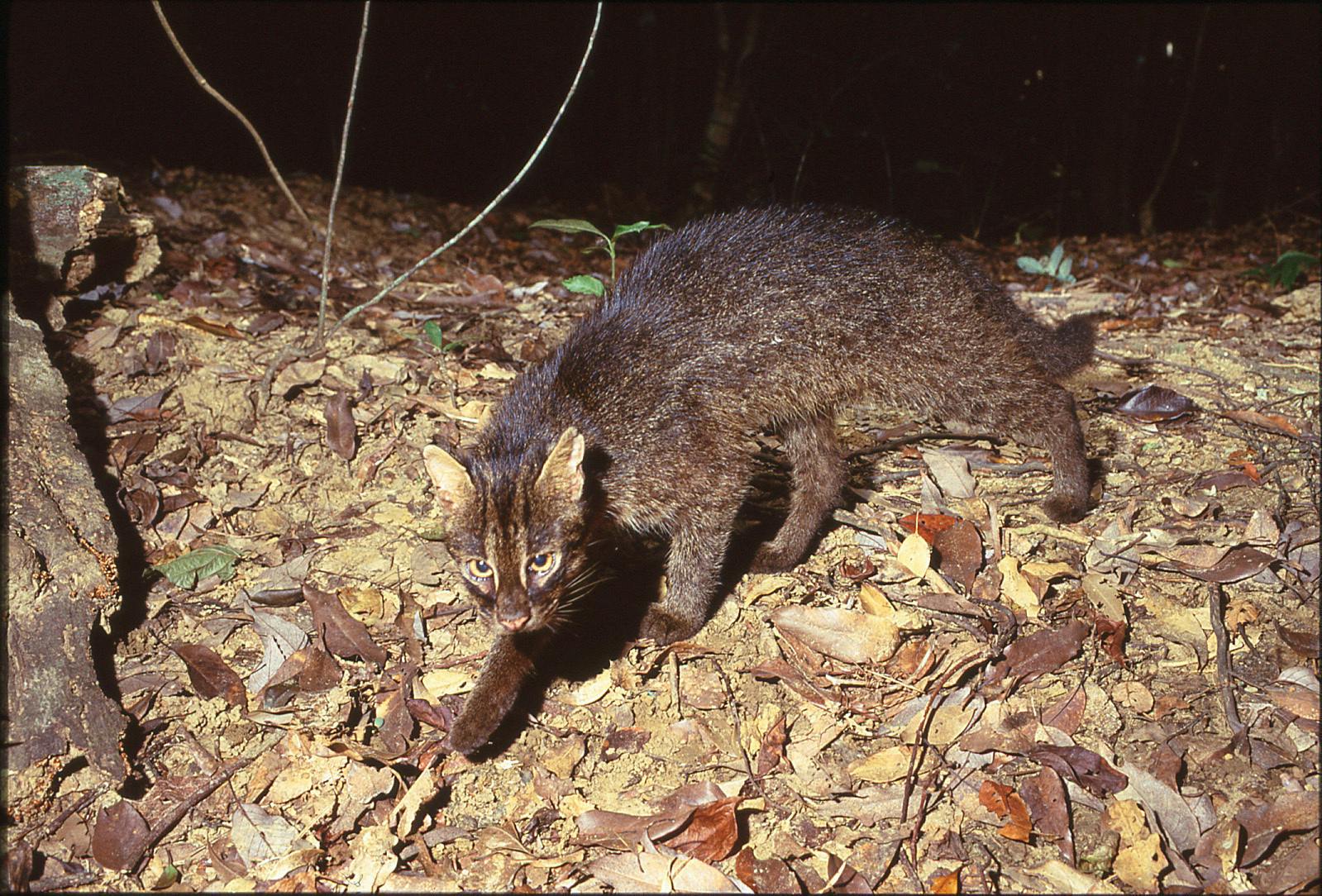 イリオモテヤマネコを交通事故から守る活動を行います Campfire キャンプファイヤー イリオモテヤマネコを交通事故から守る活動を行います Campfire キャンプファイヤー