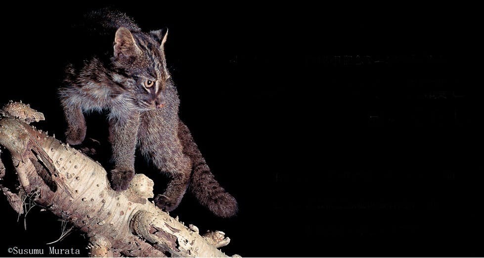 イリオモテヤマネコを交通事故から守る活動を行います Campfire キャンプファイヤー イリオモテヤマネコを交通事故から守る活動を行います Campfire キャンプファイヤー