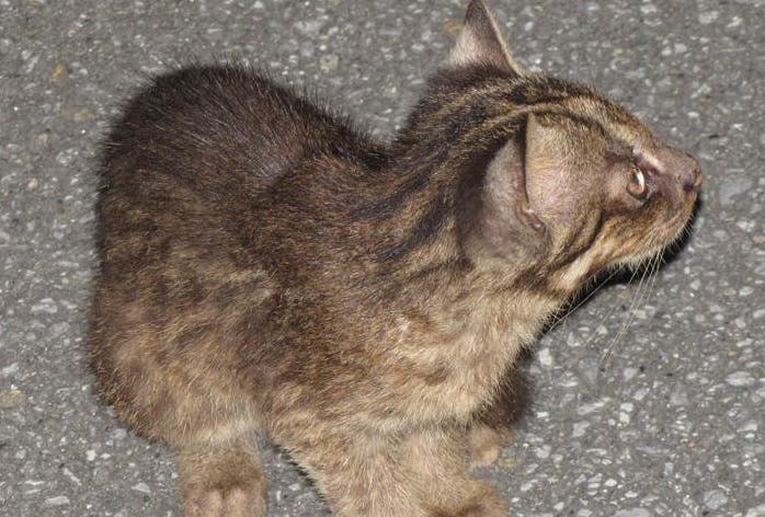 イリオモテヤマネコを交通事故から守る活動を行います Campfire キャンプファイヤー イリオモテヤマネコを交通事故から守る活動を行います Campfire キャンプファイヤー