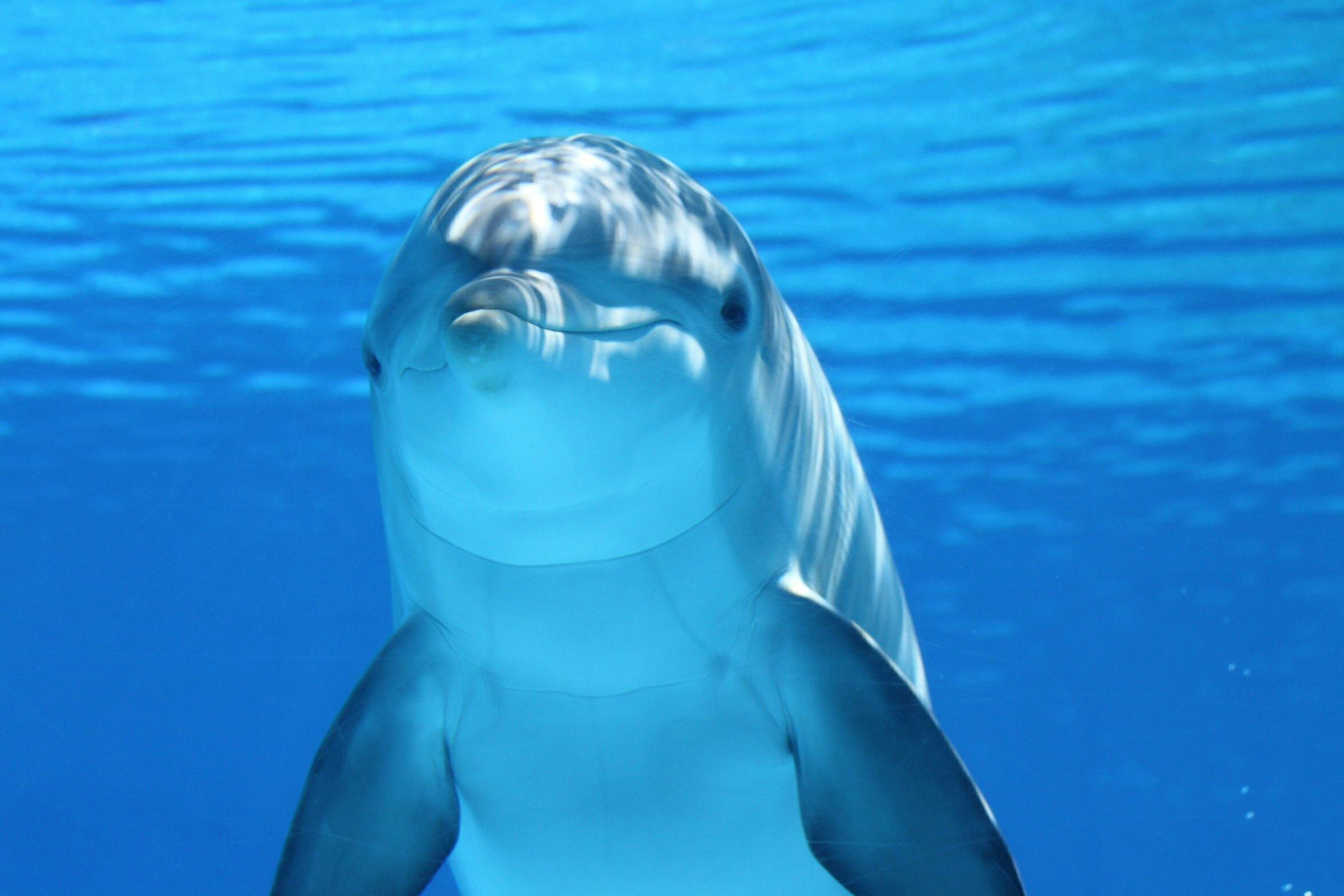 沖縄で気軽にイルカと触れ合える水族館～広告宣伝のためのご支援をお願いします！～ - CAMPFIRE (キャンプファイヤー)