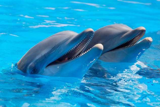 沖縄で気軽にイルカと触れ合える水族館 広告宣伝のためのご支援をお願いします Campfire キャンプファイヤー