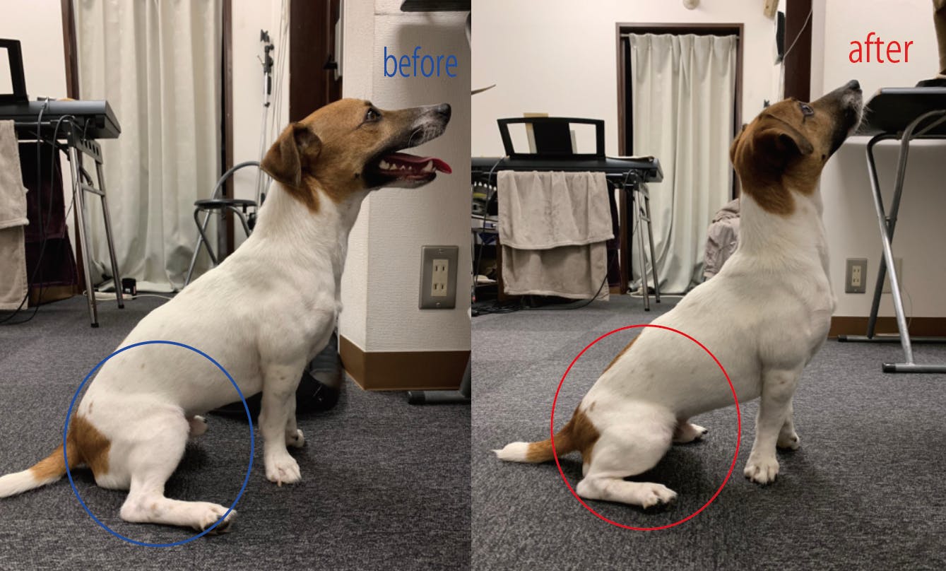 犬の健康促進 痛がらない骨格矯正とマッサージのドッグカフェ Campfire キャンプファイヤー 犬の健康促進 痛がらない骨格矯正とマッサージのドッグカフェ Campfire キャンプファイヤー