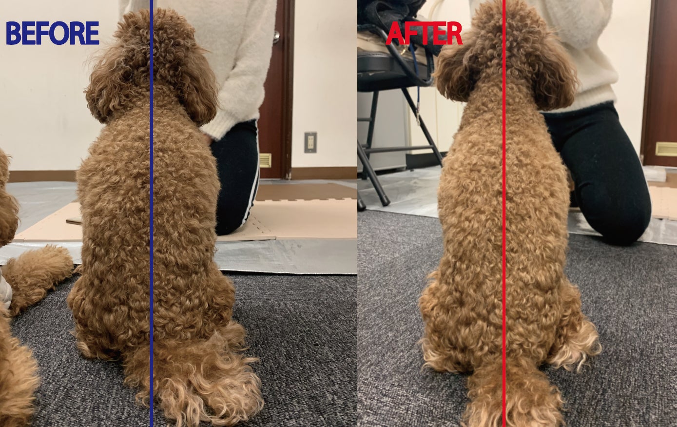 犬の健康促進 痛がらない骨格矯正とマッサージのドッグカフェアクティビティ Campfire キャンプファイヤー 犬の健康促進 痛がらない骨格矯正とマッサージのドッグカフェアクティビティ Campfire キャンプファイヤー