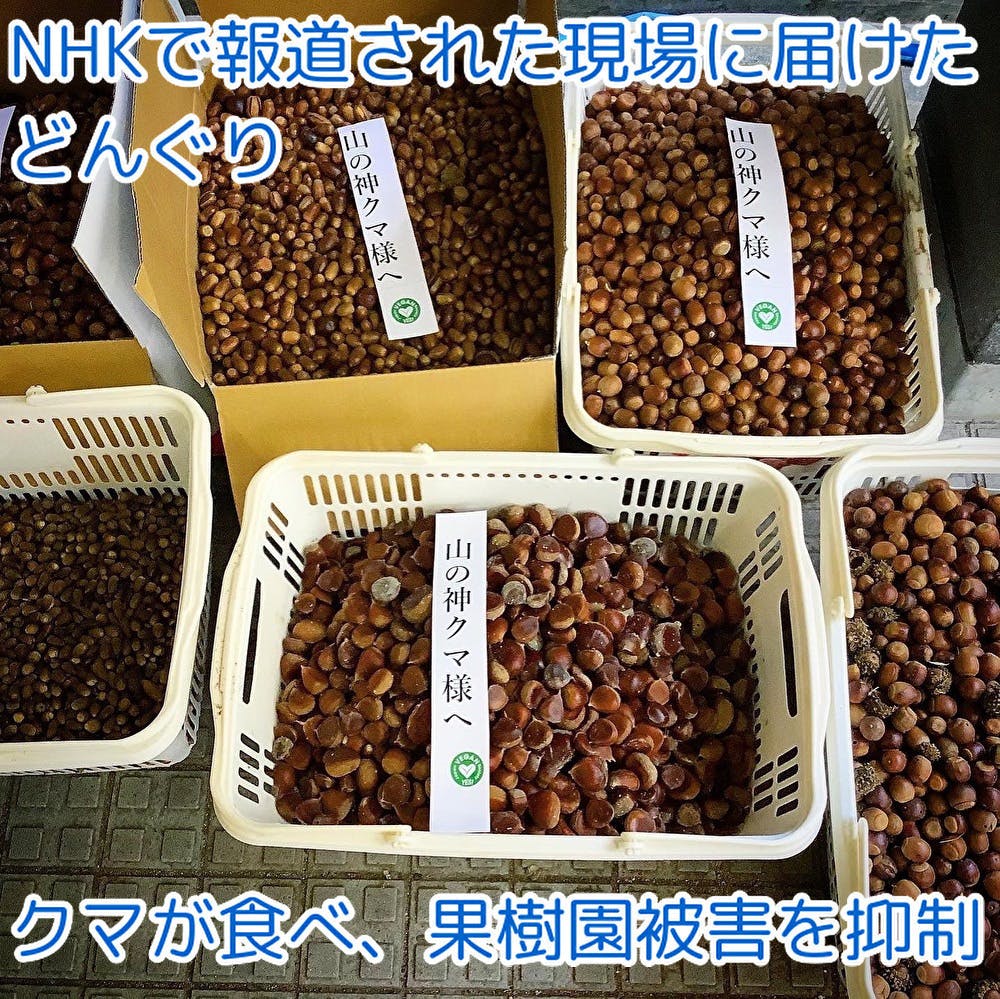 どんぐり騒動でわかったこと Campfire キャンプファイヤー どんぐり騒動でわかったこと Campfire キャンプファイヤー