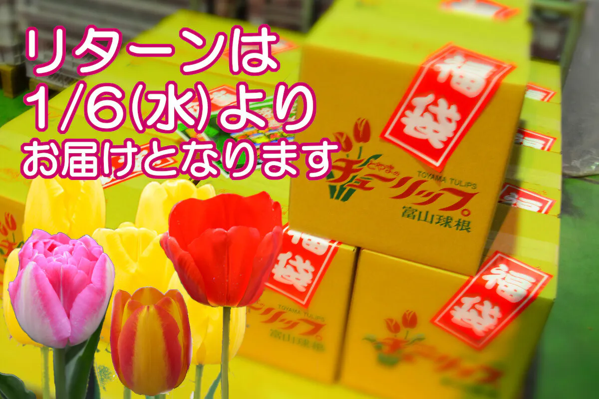 再チャレンジ チューリップ球根で新春はお家ガーデニング Campfire キャンプファイヤー 再チャレンジ チューリップ球根で新春はお家ガーデニング Campfire キャンプファイヤー