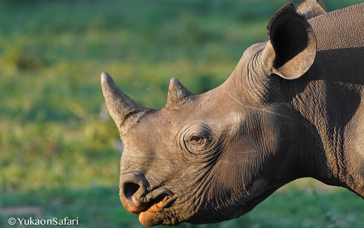 クロサイとシロサイの違いとは Campfire キャンプファイヤー クロサイとシロサイの違いとは Campfire キャンプファイヤー