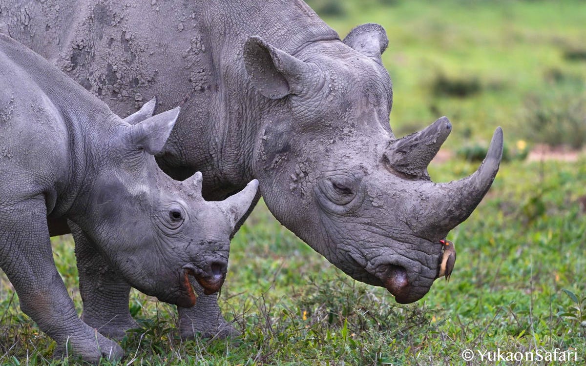 クロサイとシロサイの違いとは Campfire キャンプファイヤー クロサイとシロサイの違いとは Campfire キャンプファイヤー