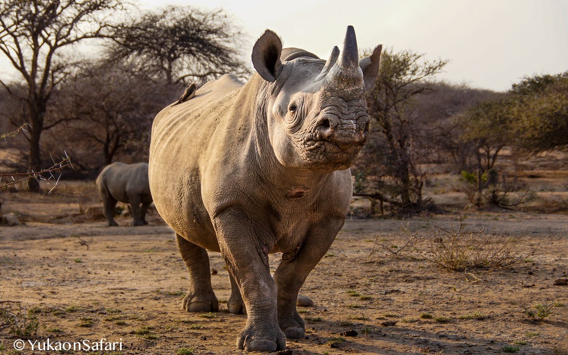 クロサイとシロサイの違いとは Campfire キャンプファイヤー クロサイとシロサイの違いとは Campfire キャンプファイヤー