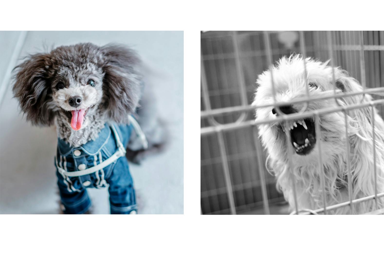 わんちゃんねこちゃんの殺処分を減らす写真展をしたい Campfire キャンプファイヤー わんちゃんねこちゃんの殺処分を減らす写真展をしたい Campfire キャンプファイヤー