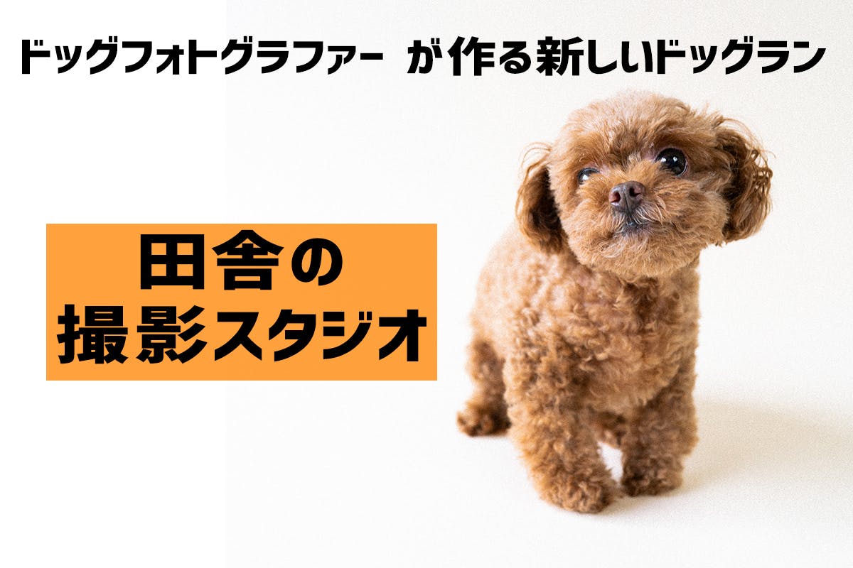 ドッグフォトグラファー がつくる新しいドッグラン 山の中の撮影スタジオ Campfire キャンプファイヤー