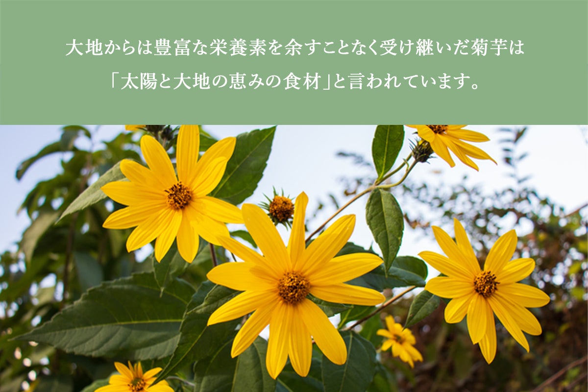 食のルネサンス 北海道産菊芋を使用した菊芋茶で初の機能性表示食品の開発を Campfire キャンプファイヤー 食のルネサンス 北海道産菊芋を使用した菊芋茶で初の機能性表示食品の開発を Campfire キャンプファイヤー