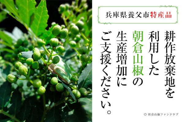 徳川家康にも献上された山椒の高級品『朝倉山椒』の支援者を募集