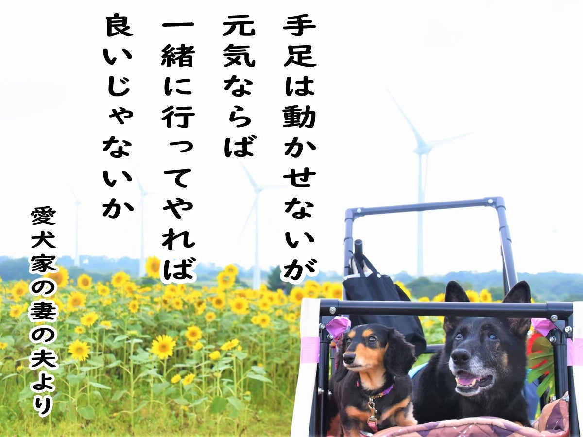 大型犬が伏せして居られる 小さくして車に載せられる大型犬カートを製作 提供 Campfire キャンプファイヤー 大型犬が伏せして居られる 小さくして車に載せられる大型犬カートを製作 提供 Campfire キャンプファイヤー