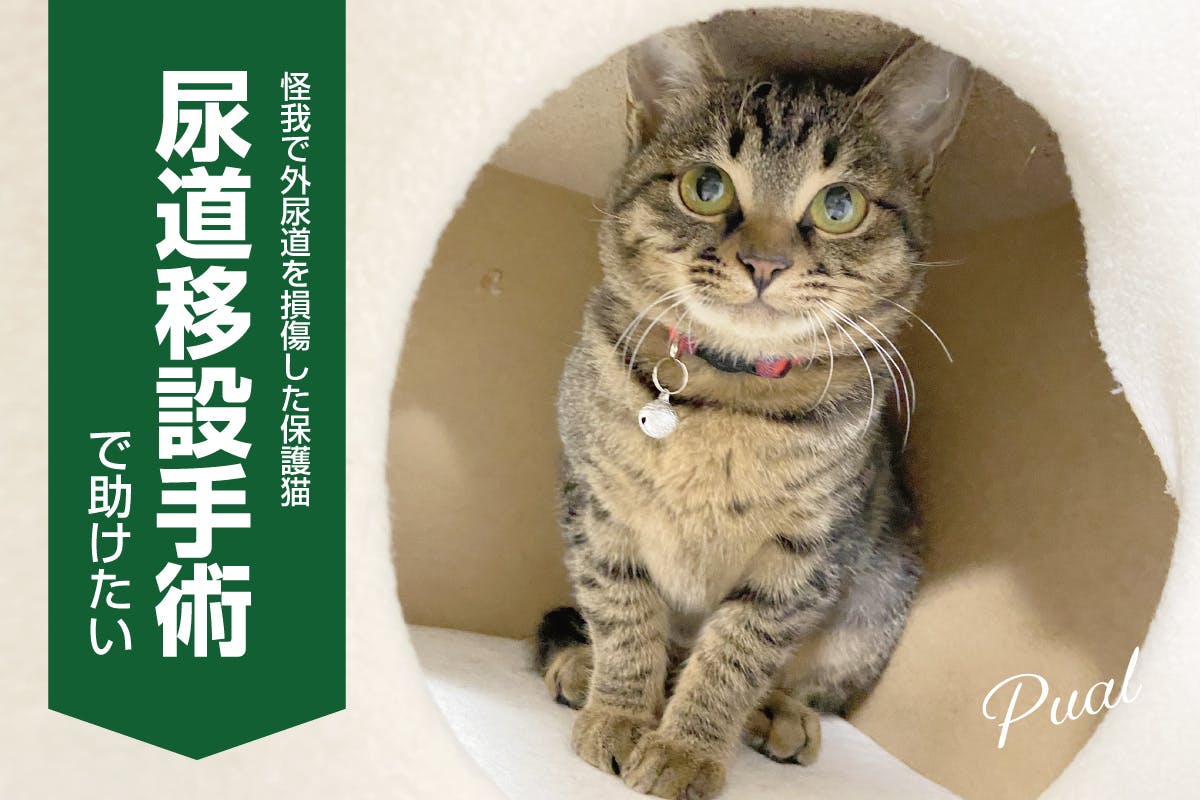 怪我で尿道閉塞を起こした保護猫に尿道移設手術で自力排尿ができるようにしたい Campfire キャンプファイヤー