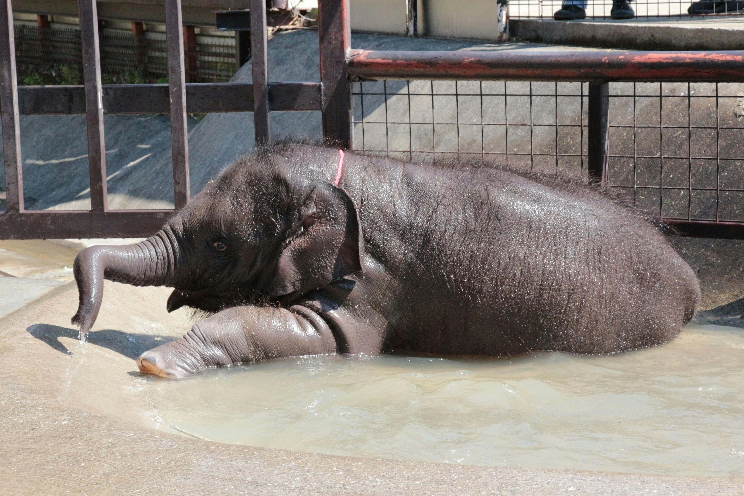 市原ぞうの国 サユリワールド 招待券 激安通販 - 動物園