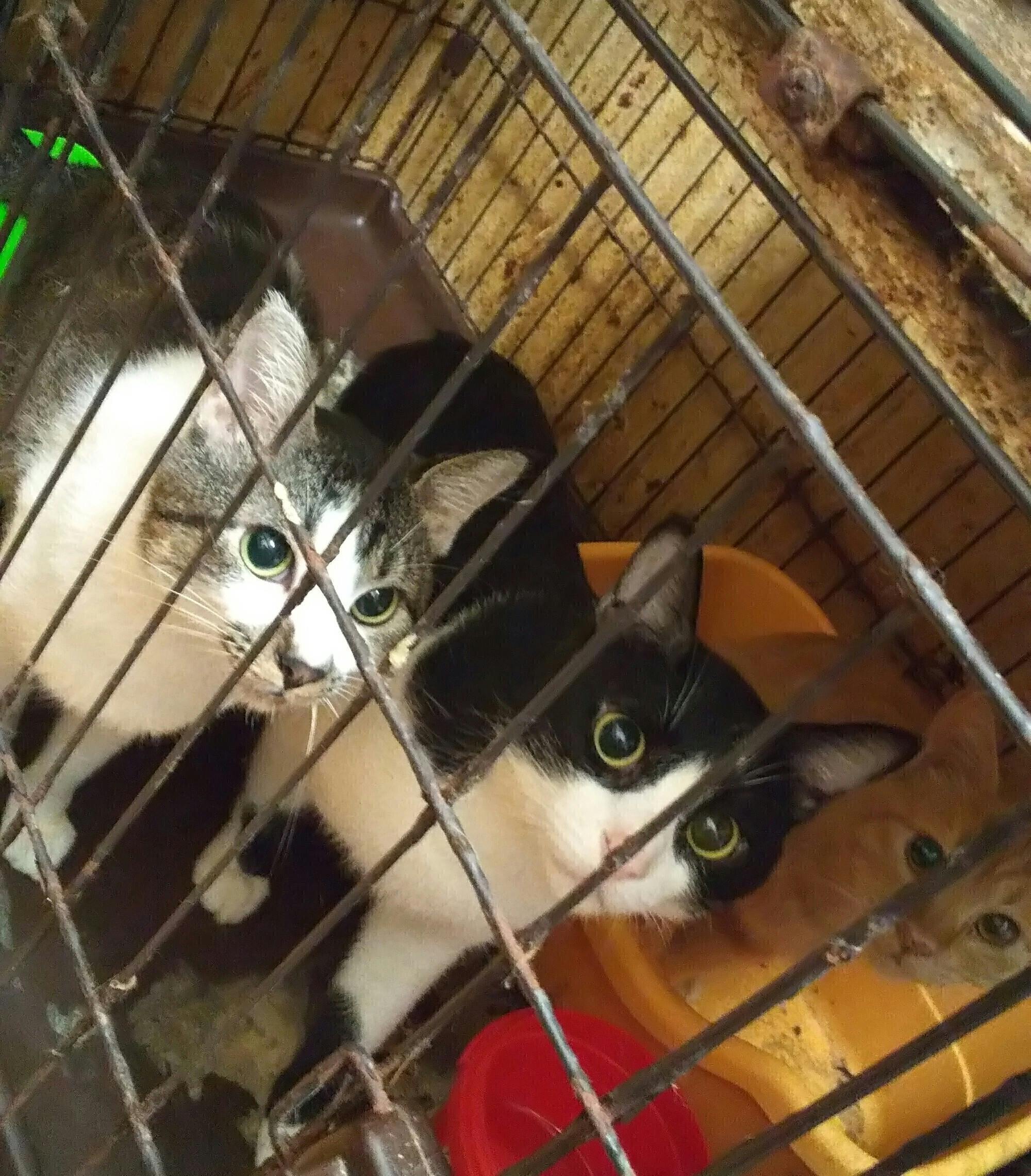 43匹の多頭飼育崩壊。先ずはオス猫15匹の医療費をお願いいたします 