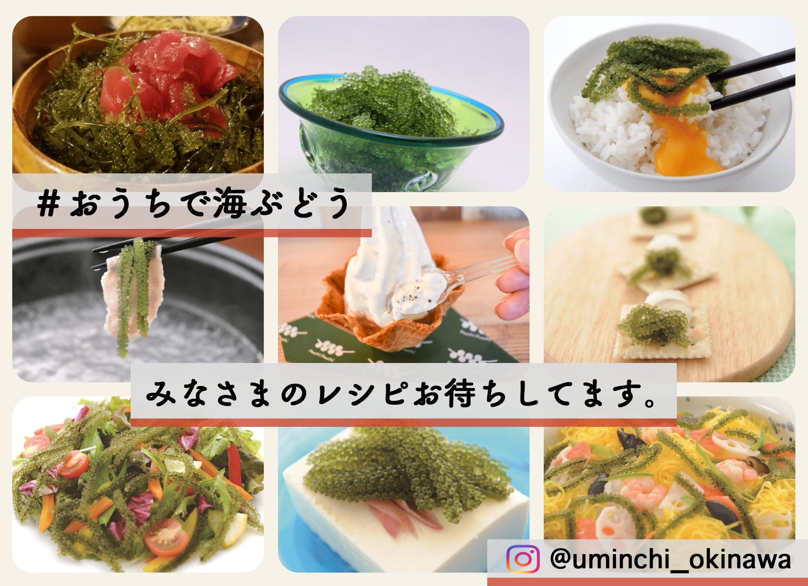 10トンの海ぶどうを廃棄せず届けたい 沖縄の宝を皆様へ Campfire キャンプファイヤー 10トンの海ぶどうを廃棄せず届けたい 沖縄の宝を皆様へ Campfire キャンプファイヤー