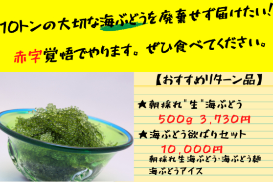 １０トンの海ぶどうを廃棄せず届けたい 沖縄の宝を皆様へ Campfire キャンプファイヤー