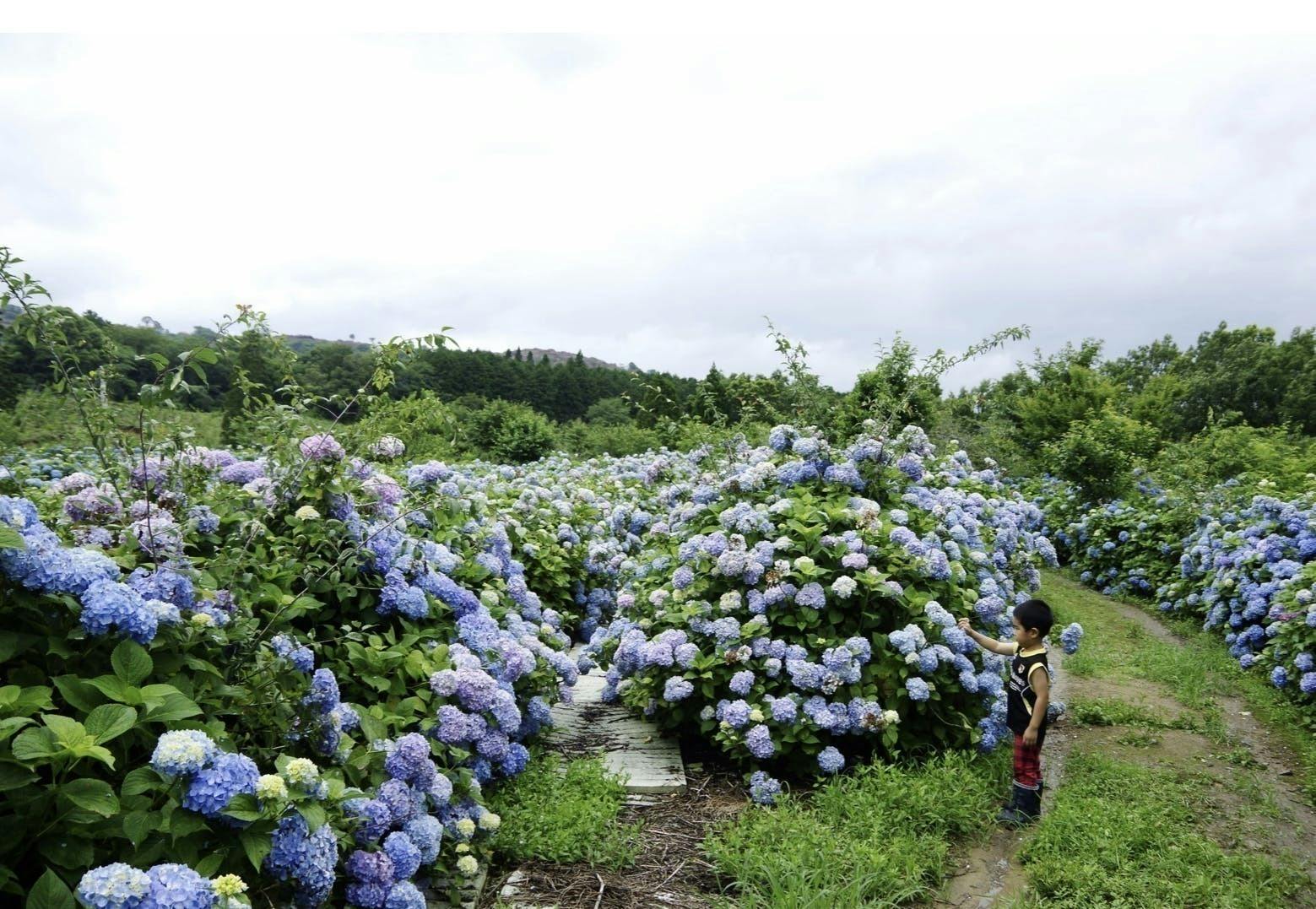 3万本のあじさいをたった一人で植え続けた男の夢を応援 Campfire キャンプファイヤー 3万本のあじさいをたった一人で植え続けた男の夢を応援 Campfire キャンプファイヤー