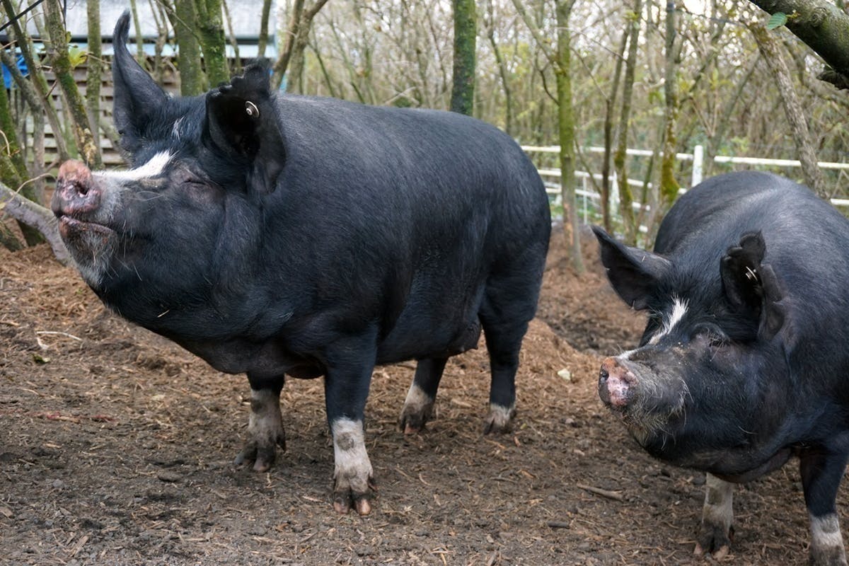 都内唯一の完全放牧養豚 東京の離島 伊豆大島初 ブランド豚を誕生させたい Campfire キャンプファイヤー 都内唯一の完全放牧養豚 東京の離島 伊豆大島初 ブランド豚を誕生させたい Campfire キャンプファイヤー