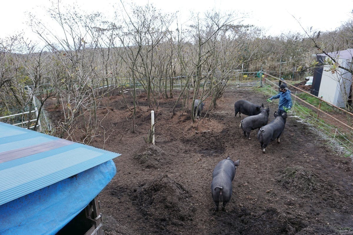 都内唯一の完全放牧養豚 東京の離島 伊豆大島初 ブランド豚を誕生させたい Campfire キャンプファイヤー 都内唯一の完全放牧養豚 東京の離島 伊豆大島初 ブランド豚を誕生させたい Campfire キャンプファイヤー