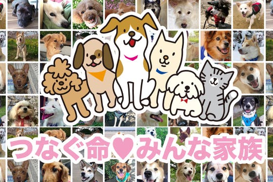 全国5.000ヶ所の小中学校などに命の大切さ伝える保護犬の啓発ポスター