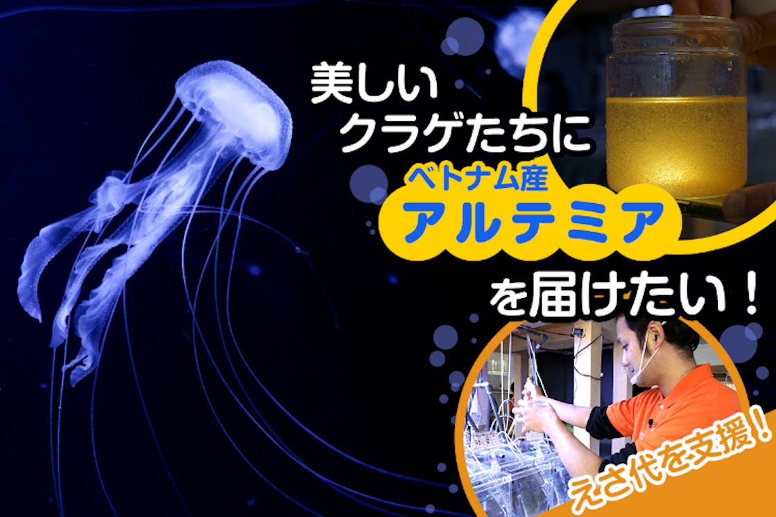 鶴岡市立加茂水族館 美しいクラゲたちをえさ代で救いたい Campfire キャンプファイヤー