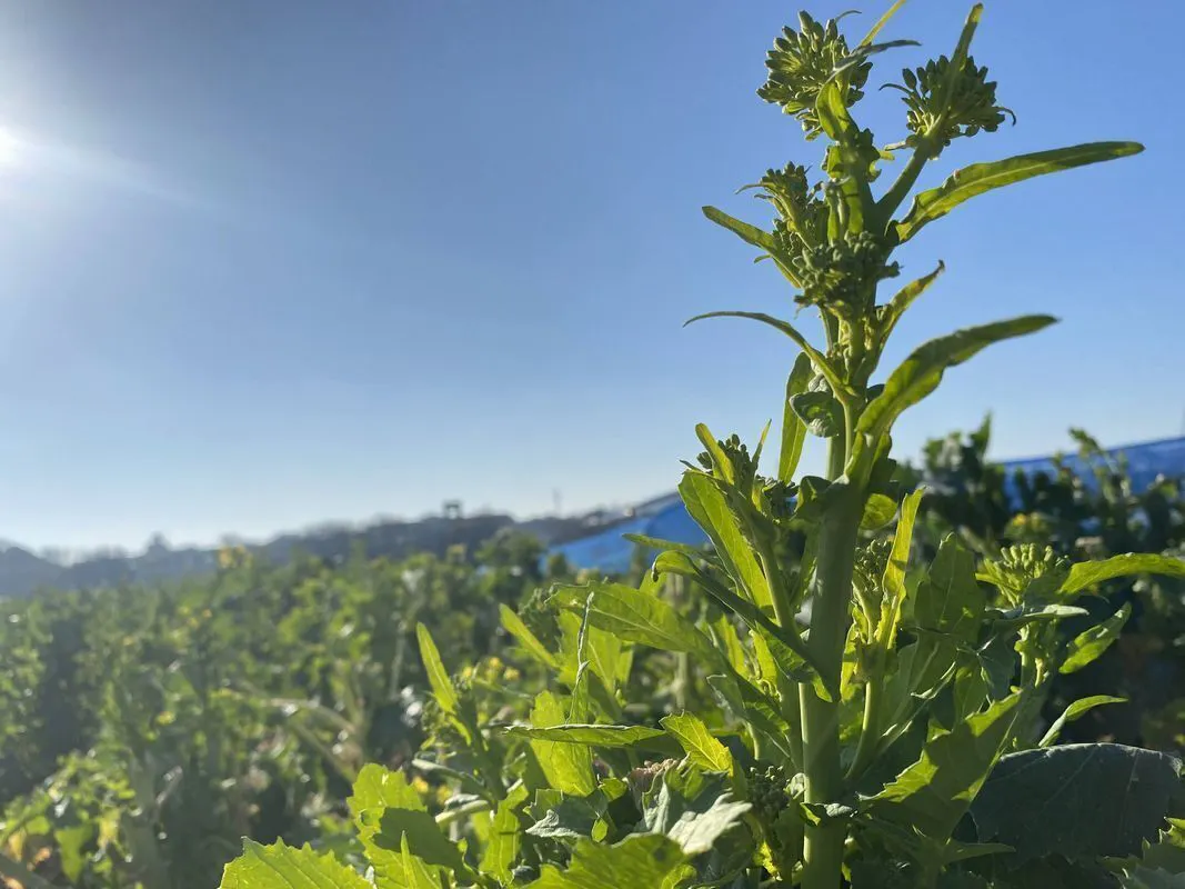 2番目のメイン画像