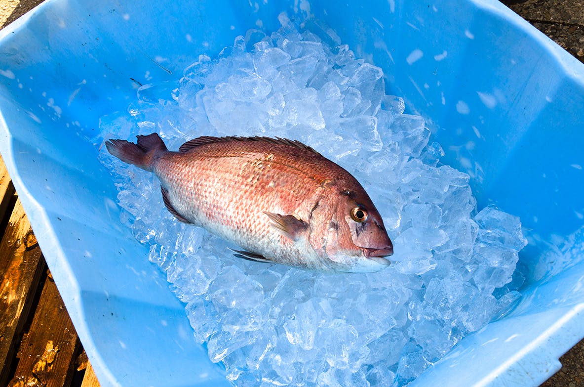 天草のブランド鯛 かぐや鯛 コロナ禍で大打撃を受けている天草の漁師を救いタイ Campfire キャンプファイヤー 天草のブランド鯛 かぐや鯛 コロナ禍で大打撃を受けている天草の漁師を救いタイ Campfire キャンプファイヤー