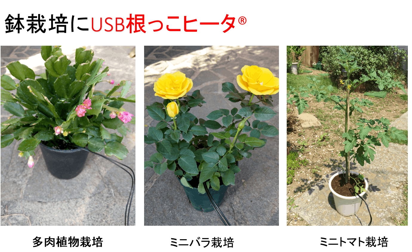 ピンポイントで植物の培地加温が簡単に出来る超省エネの 根っこヒータ を紹介 Campfire キャンプファイヤー ピンポイントで植物の培地加温が簡単に出来る超省エネの 根っこヒータ を紹介 Campfire キャンプファイヤー