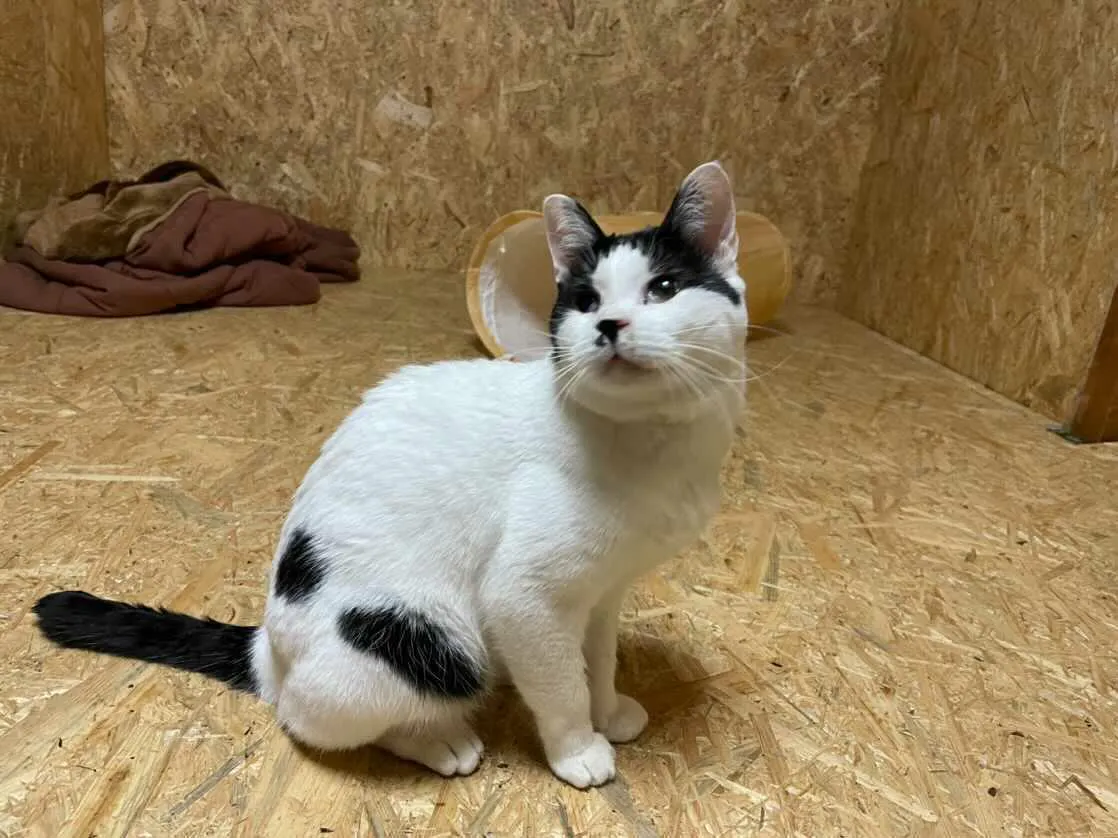 3番目のメイン画像