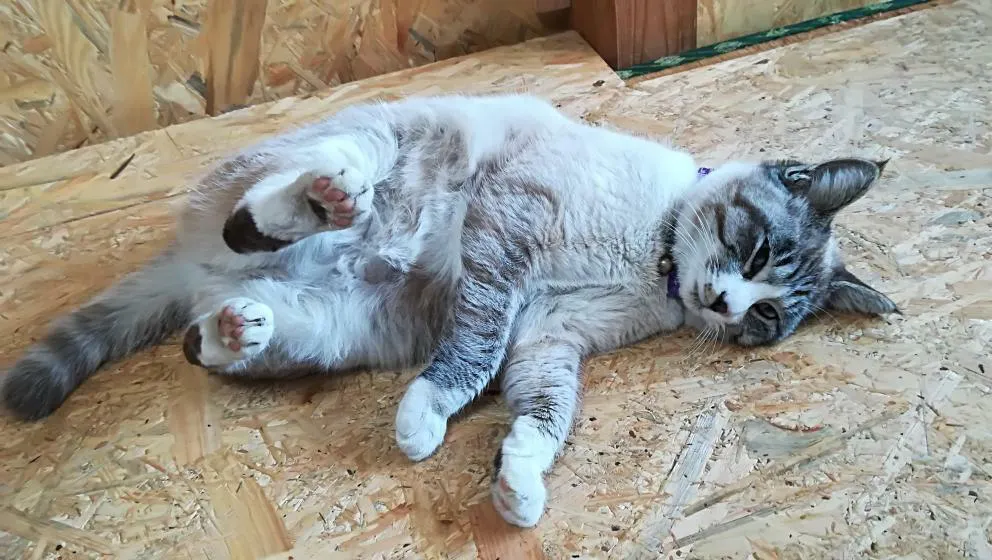 4番目のメイン画像