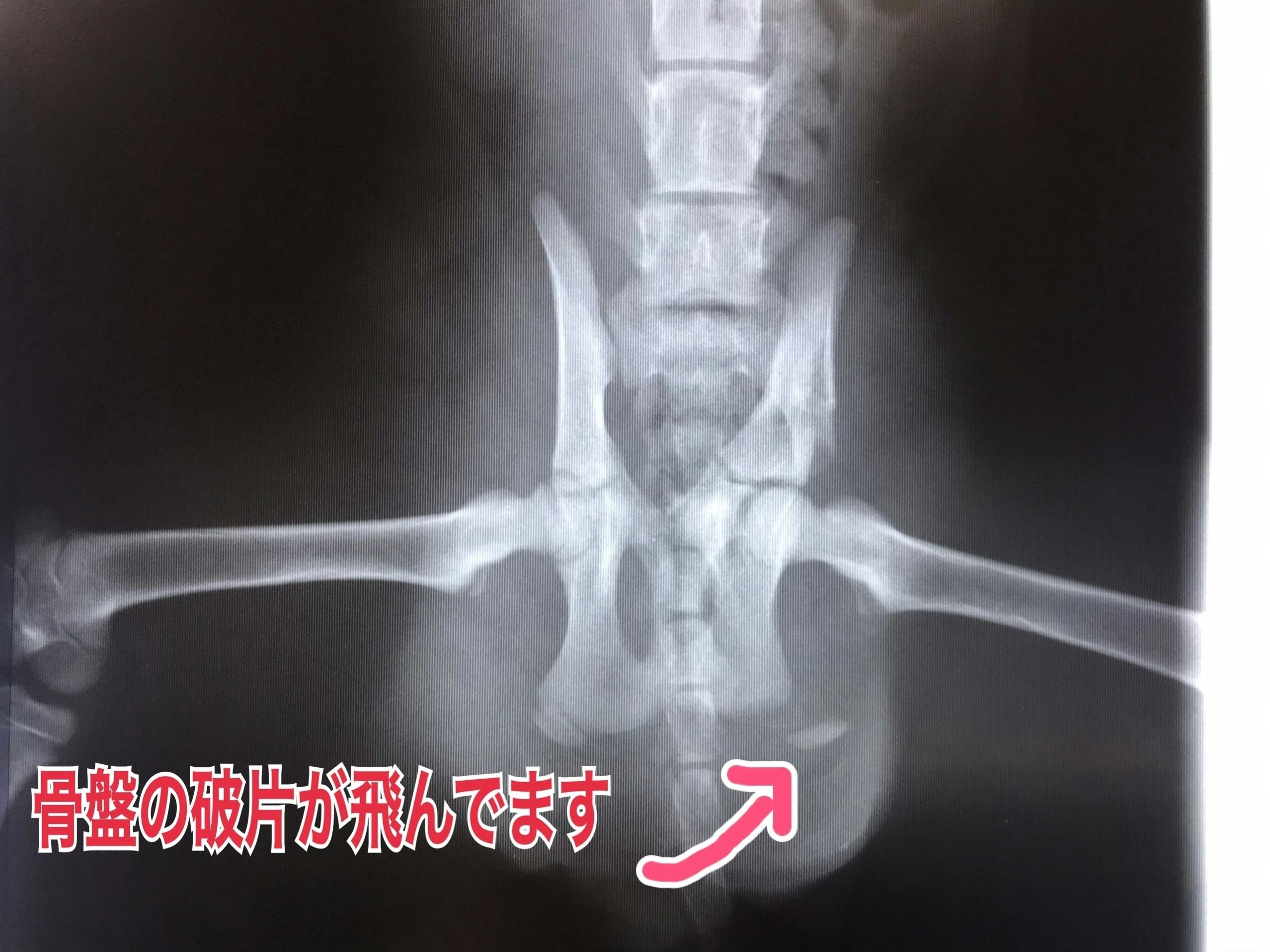 骨盤骨折」した保護猫を継続して助けたい - CAMPFIRE (キャンプファイヤー)